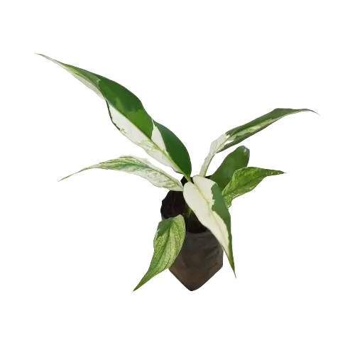 Variegated Peace Lily - Image 3