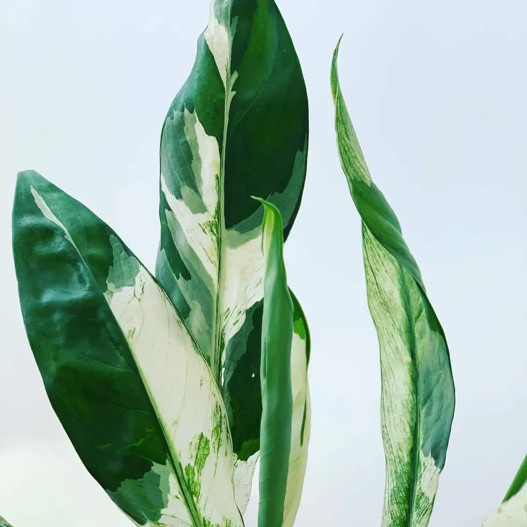 Variegated Peace Lily - Image 2
