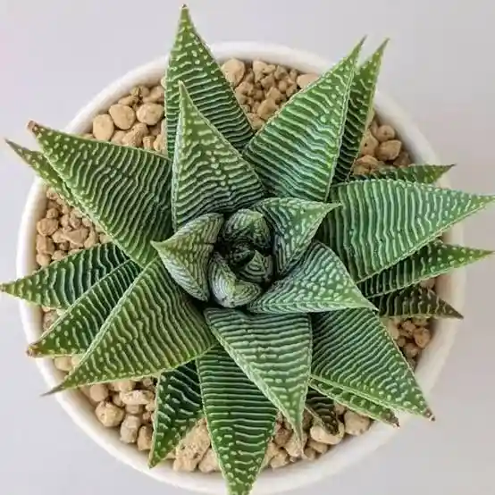 Haworthia limifolia 'Twist'