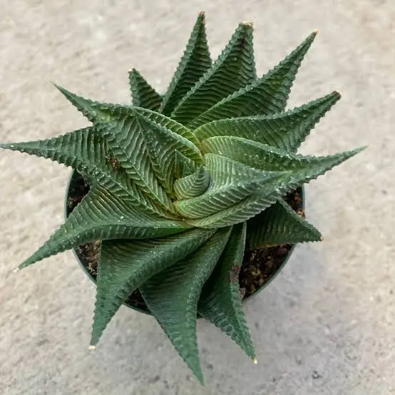 Haworthia limifolia 'Twist' - Image 2