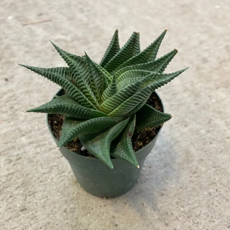 Haworthia limifolia 'Twist' - Image 3