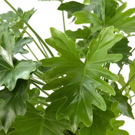 PHILODENDRON SELLOUM | Lickety Split Plant - Image 2