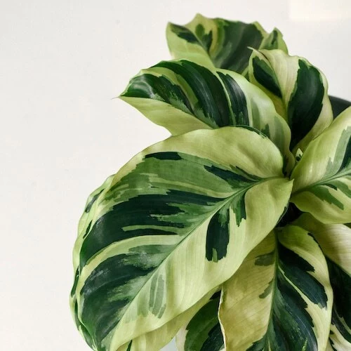 Calathea Yellow Fusion Thai Beauty