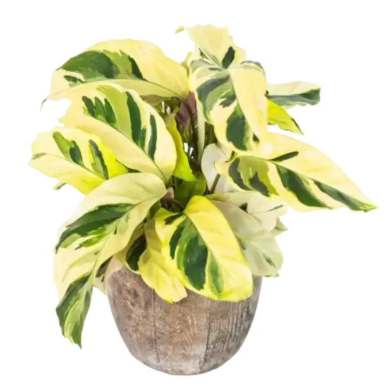 Calathea Yellow Fusion Thai Beauty