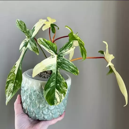 Philodendron Florida Beauty