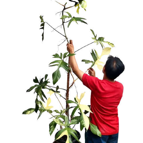 Philodendron 'Florida Beauty'