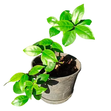 Lemon vine