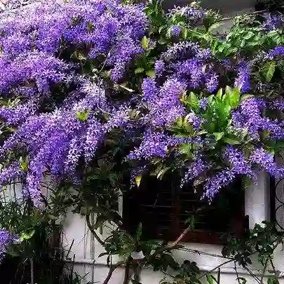 Petrea Racemosa ( Volubilis )