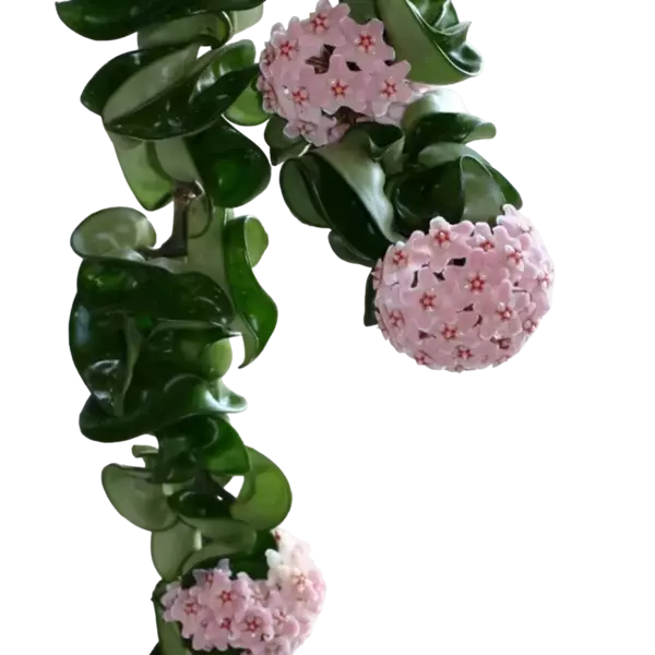 Hoya carnosa compacta 'Hindu Rope'