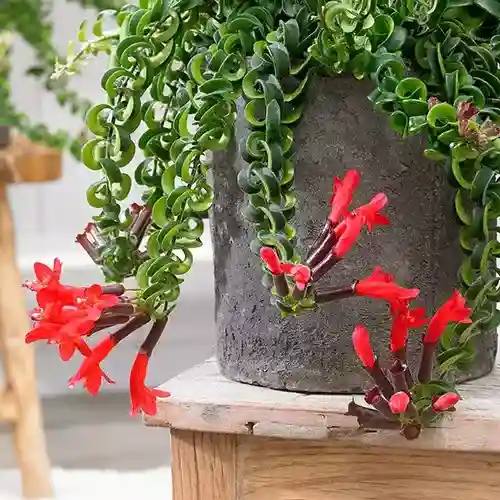 Twisted lipstick plant (Aeschynanthus ‘Twister’)