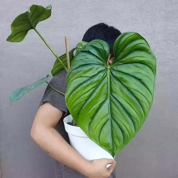 Philodendron sp Colombia - Rare Plant