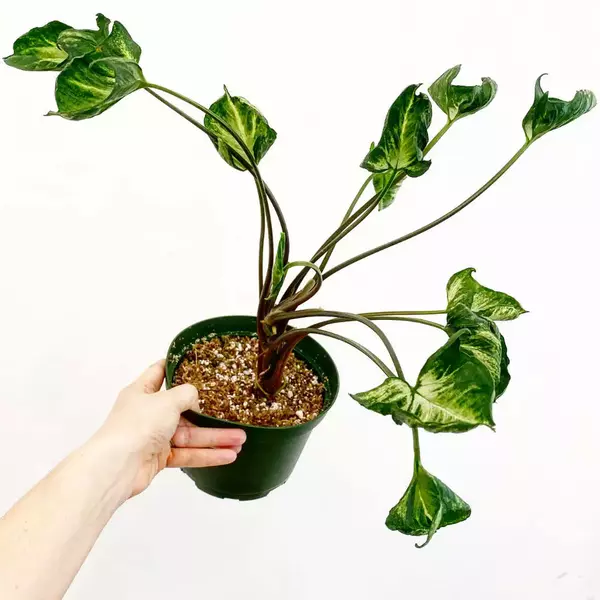 Syngonium Godzilla- Rare