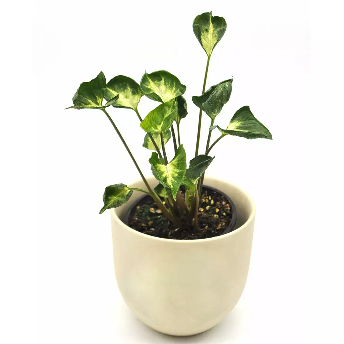 Syngonium Godzilla- Rare - Image 2