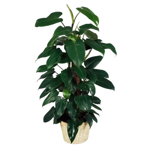 Philodendron Emerald Duke