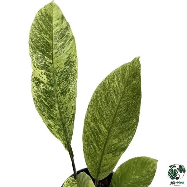 Rhaphidophora sp mint variegated