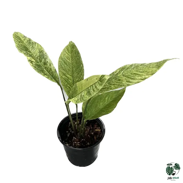 Rhaphidophora sp mint variegated