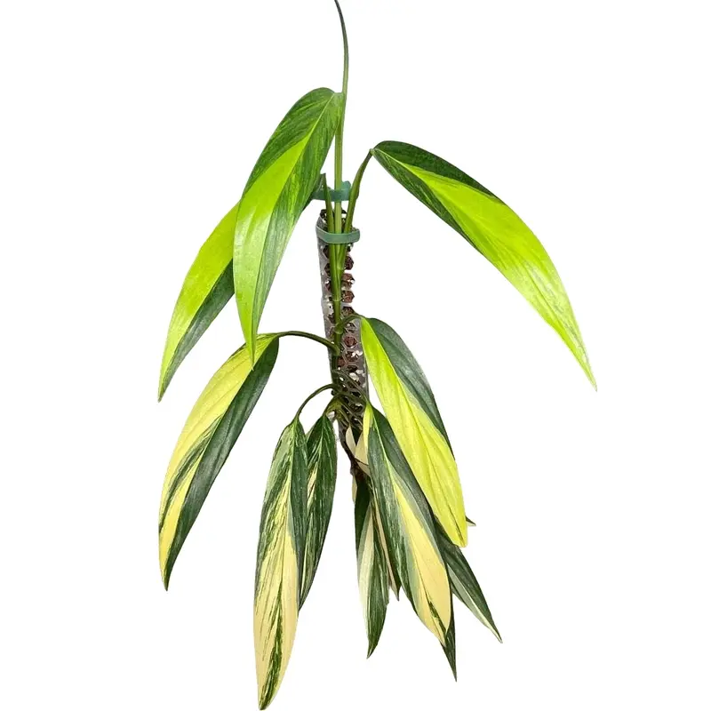 EPIPREMNUM AMPLISSIMUM AUREA VARIEGATED