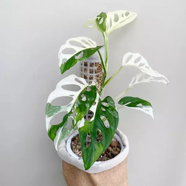 Monstera Adansonii Albo Variegated