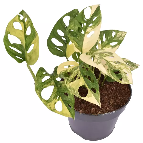 Monstera Adanosii Adansonii Variegated Aurea (VERY RARE)