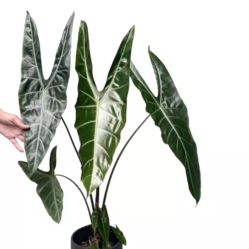 Alocasia Longiloba Lucifer