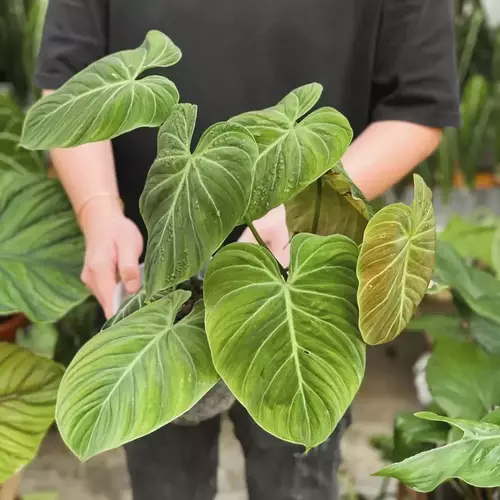 Philodendron El Choco Red Bushy