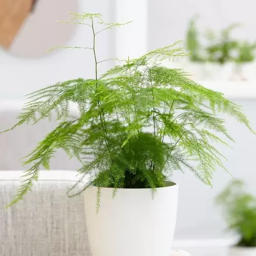 Asparagus plumosus (Asparagus Fern)