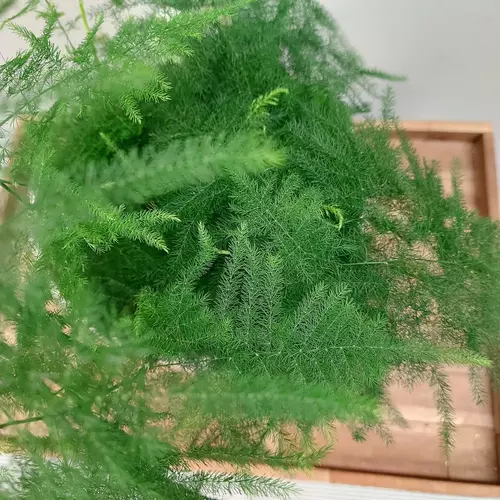 Asparagus plumosus (Asparagus Fern)