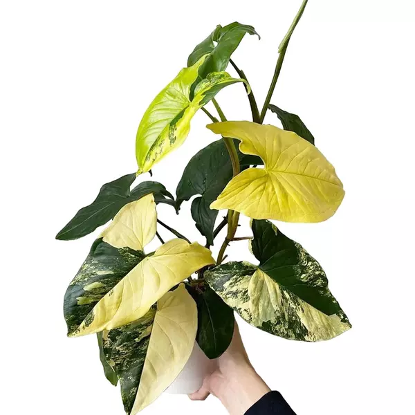 Syngonium Aurea Variegated