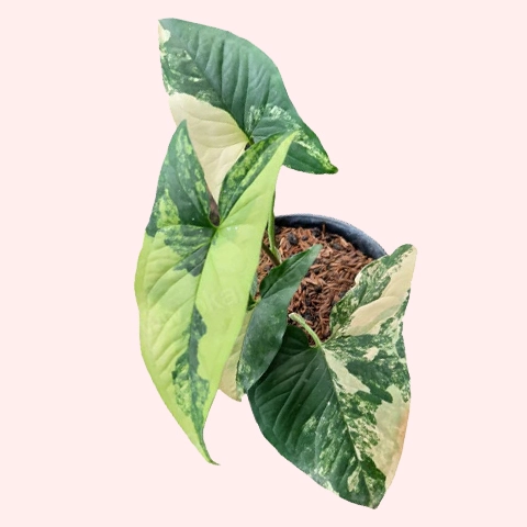 Syngonium Aurea Variegated