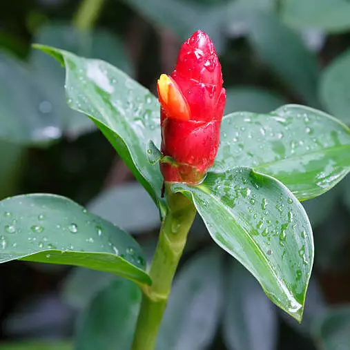 Red Button Ginger, Costus plant - Image 2