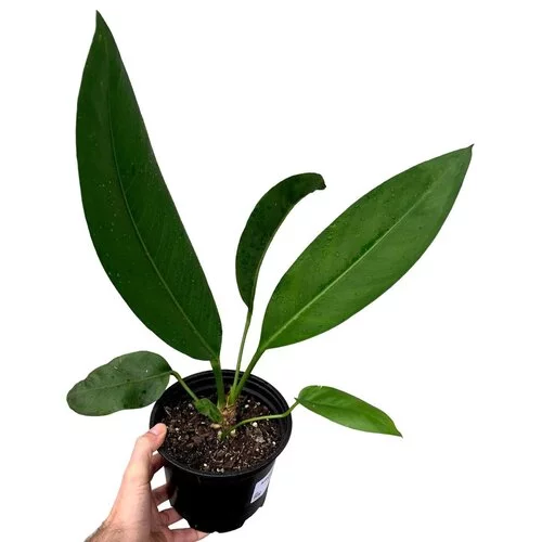 Anthurium coriaceum giant