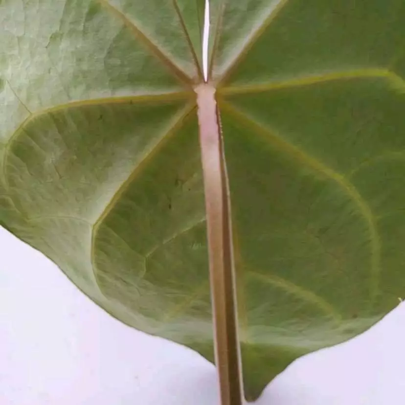 Magnificm square peteole