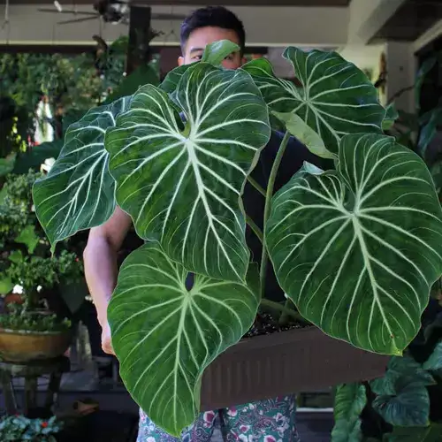 Philodendron gloriosum zebra