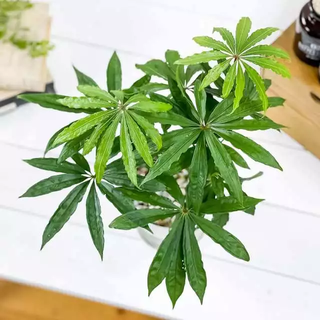 Anthurium polyschistum