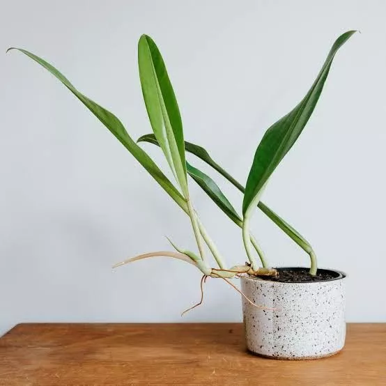 Philodendron Crassinervium