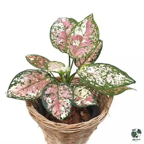 Aglaonema sp. Tricolor Anyamanee
