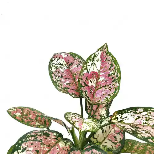 Aglaonema sp. Tricolor Anyamanee