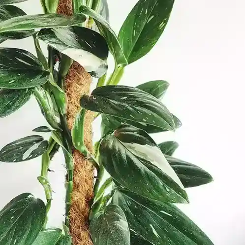 MONSTERA STANDLEYANA