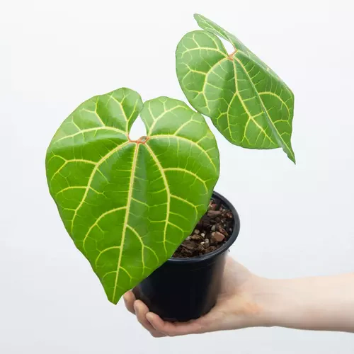 Aristolochia Leuconeura