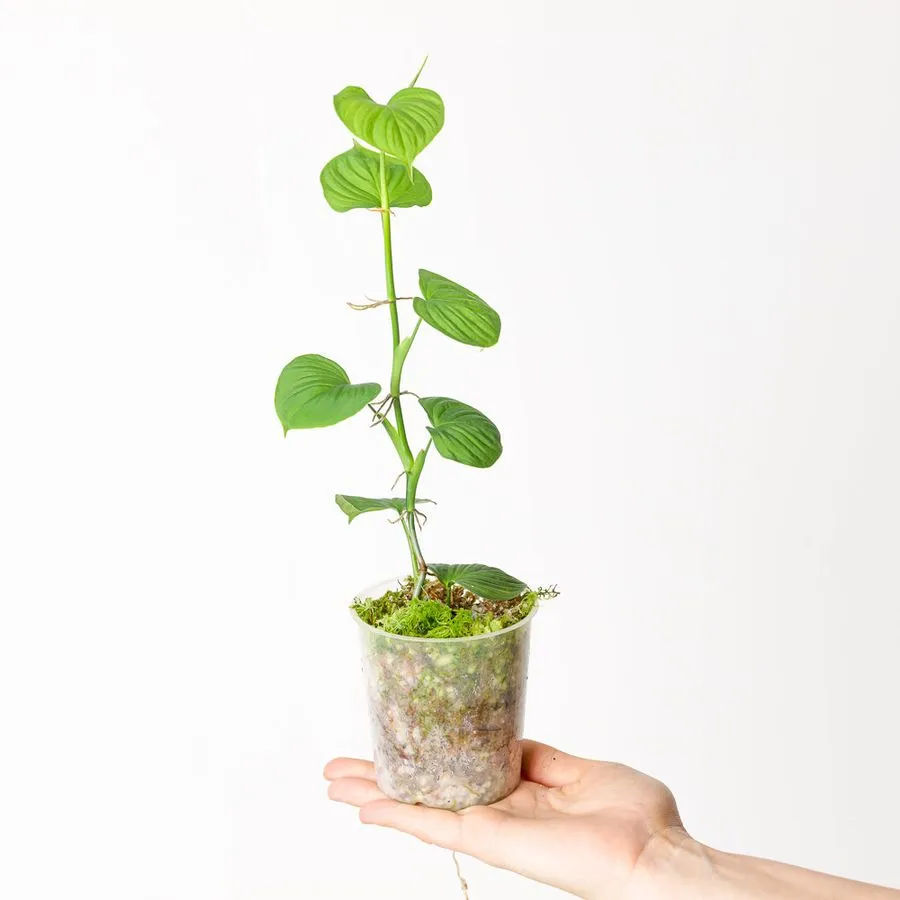 Philodendron Fibraecataphyllum