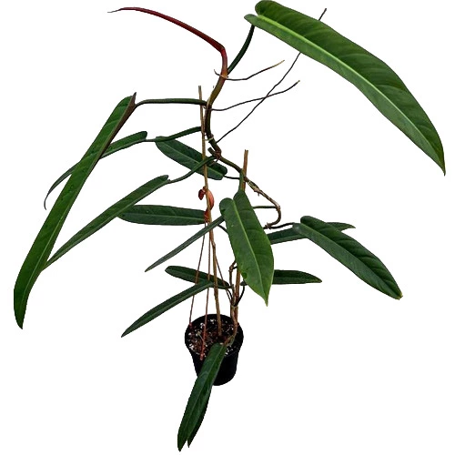 Philodendron bicolor