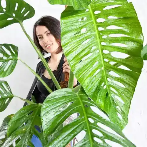 monstera lechleriana