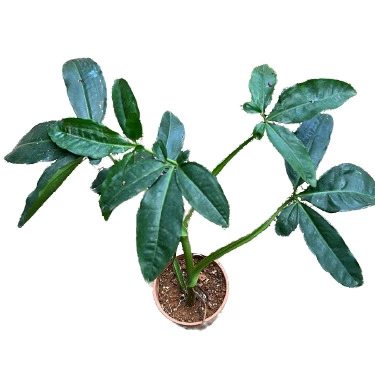 Syngonium Auritum / Five fingers - Big plant - Image 2