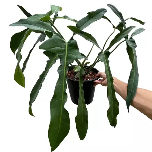 Philodendron Longilobatum Lelano Miyano