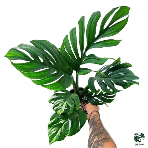 monstera pinnatipartita