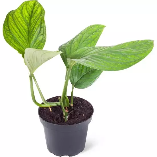 monstera pinnatipartita