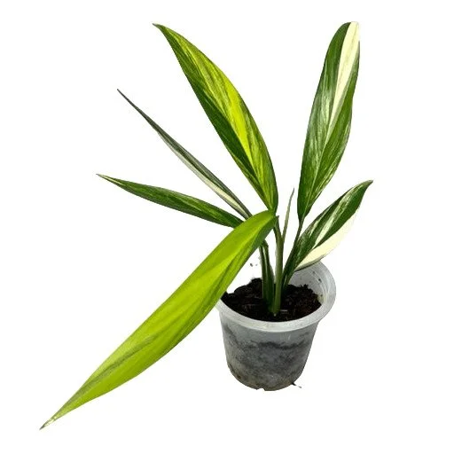 EPIPREMNUM AMPLISSIMUM AUREA VARIEGATED