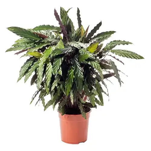 Calathea Rufibarba