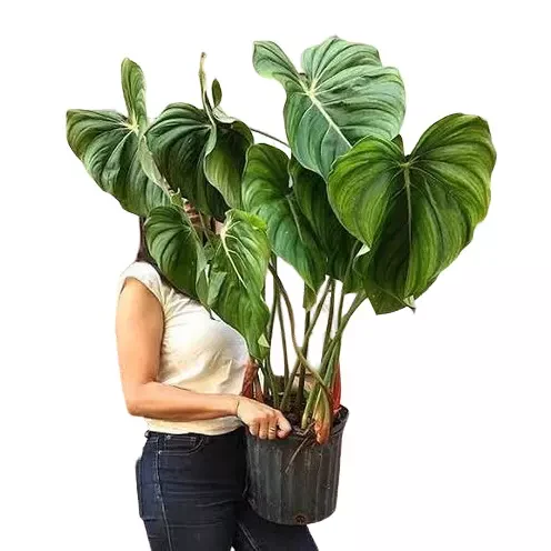 philodendron pastazanum