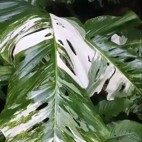 Monstera lechleriana variegated